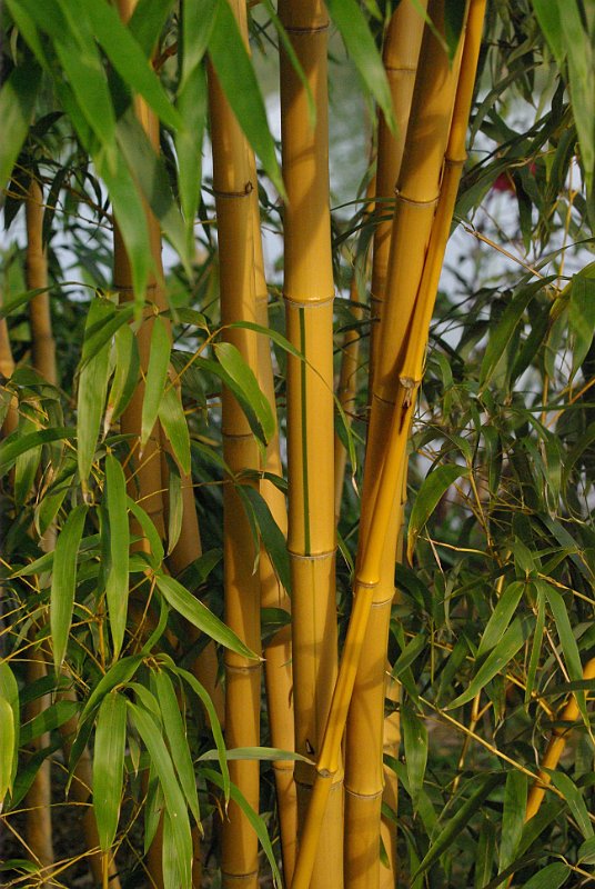 Phyllostachys aureocaulis vivax