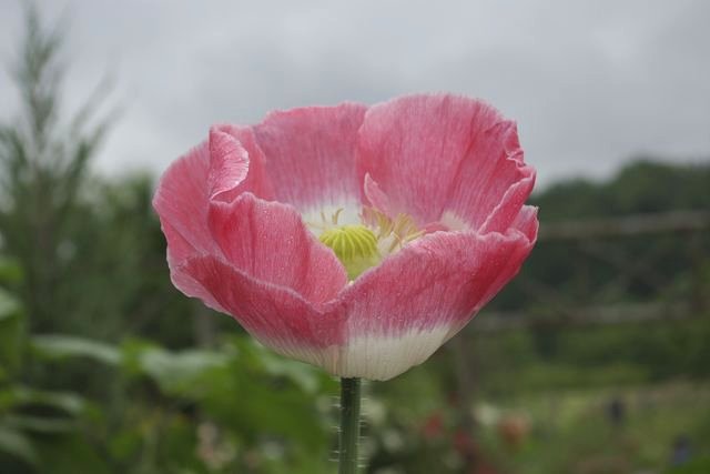 Les Rendez-vous aux jardins 2008 de la poterie Hillen